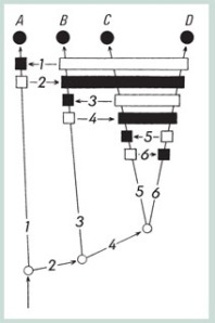 Árvore filogenética resultado gráfico do método de Willi Hennig de reconstrução das relações de parentesco entre as espécies